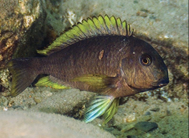 Tropheus sp. 'lukuga' Kitoke
